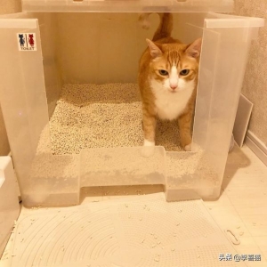 养宠经验：猫咪指甲受伤发炎发臭怎么办？猫指甲划破需要打针吗？