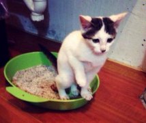 猫咪肠胃炎吃阿莫西林有用吗？帮助猫咪护理