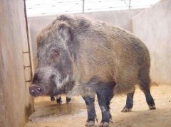 世界上现存最古老的昆虫蟑螂