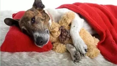 白色毛发的狗干净又可爱，都有哪些白毛狗品种？盘点白毛狗品种狗狗