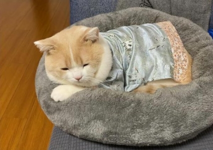 发现猫咪身上有虱子该怎么办？家猫身上有虱子怎么办？