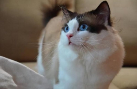 发现猫咪身上有虱子该怎么办？家猫身上有虱子怎么办？