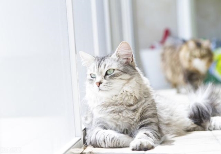 小猫洗澡以后呕吐拉稀，这些事情都是要注意的 猫洗澡后吐了是咋回事