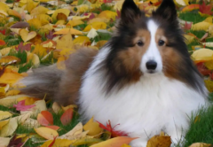 你还知道细狗有哪些优点怪不得养过的人都不