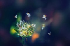 苹果手表屏幕脱落用什么粘上？苹果手表表带开胶解决办法