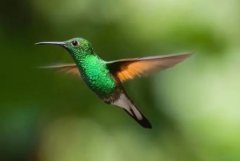 世界上飞的最高的鸟？黑白兀鹫飞