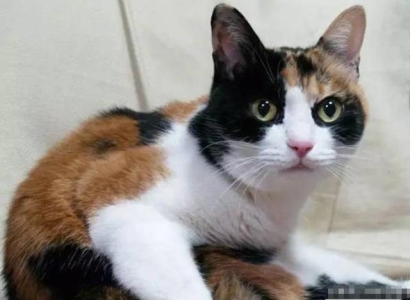 为什么抚摸完猫咪后，它会立即舔毛？千万不要误解猫咪要表达的意思