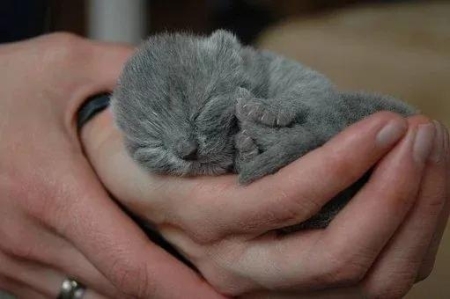 猫咪气喘 分享一些猫咪气喘的真相及解决办法