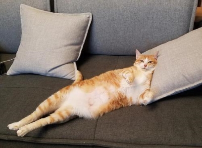 猫咪气喘 分享一些猫咪气喘的真相及解决办法
