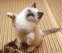 你知道短命的博美是样的吗？进来看看，你家博美中了几条