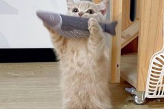 英短蓝白猫是什么猫英短蓝白猫是蓝猫和白猫