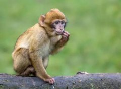 世界上最大的猴科动物山魈外形奇