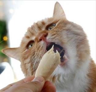 生病的猫咪可能会有这11个迹象,再节俭也要去看病! 猫咪生病了临死前表现