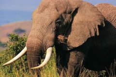 现今世界上最大的蛇有多大平均长度