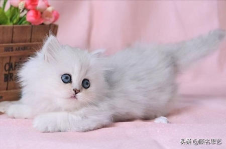 猫肚子里有寄生虫吃什么药