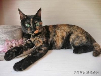 淋巴结吃猫肉有用吗？