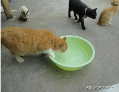 淋巴结吃猫肉有用吗？