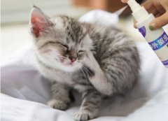 你还不会给猫咪剪指甲吗？教你快速给猫咪修