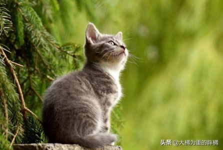 你还不会给猫咪剪指甲吗?教你如何快速给猫咪修指甲!