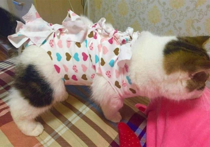 你还不会给猫咪剪指甲吗?教你如何快速给猫咪修指甲!