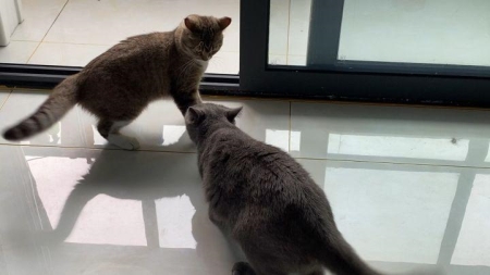 猫碗里总是满满的猫粮,自以为是为猫咪好,实际上是在害猫