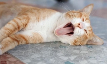 幼猫不吃不喝怎么办？