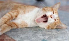 幼猫不吃不喝解决办法？