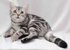 纯种蓝猫鉴别？需要一定的技巧，纯种蓝猫的鉴别方法