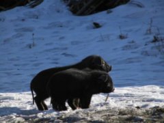 恐龙蛋壳化石可以保存数百万年的氨基酸，氨