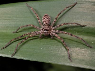 恐龙蛋壳化石可以保存数百万年的氨基酸,氨基酸是蛋白质的组成部分