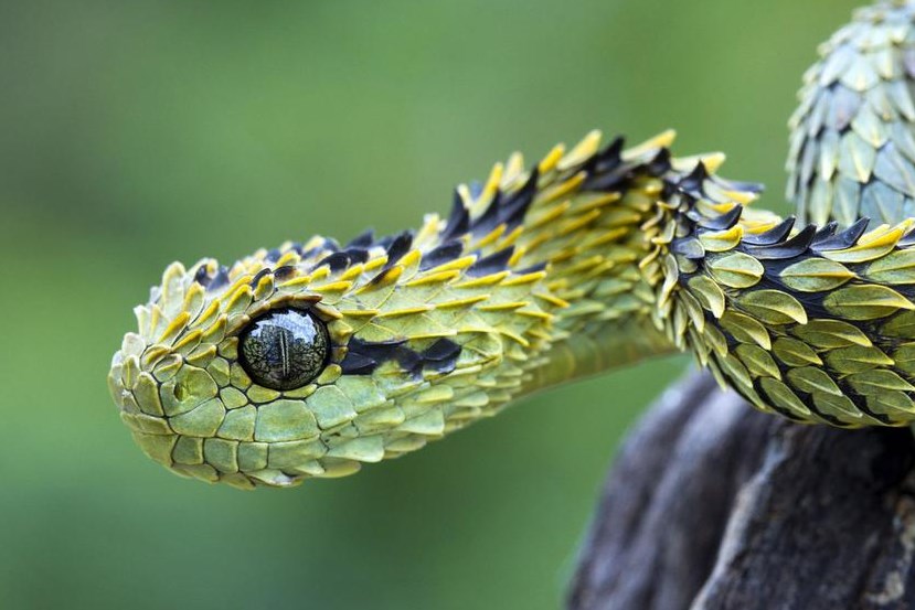 恐龙蛋壳化石可以保存数百万年的氨基酸,氨基酸是蛋白质的组成部分