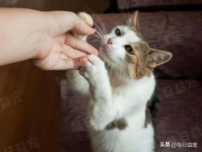 小猫可以吃成猫妙鲜包吗?