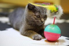 大猫不肯给小猫喂奶估计是小奶猫气味不对，