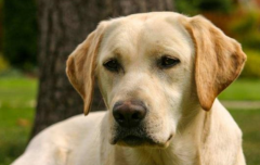 金毛犬狗粮怎么挑?从这4个方面去挑选 金毛犬狗粮怎么挑?从这4个方面去挑选