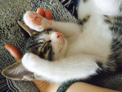 建议穷人养的10种猫,橘猫受欢迎