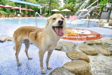 猫咪回不回家,跟它的品种也有关系,真相有5个