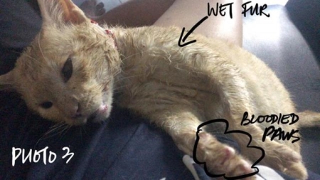 猫咪回不回家,跟它的品种也有关系,真相有5个