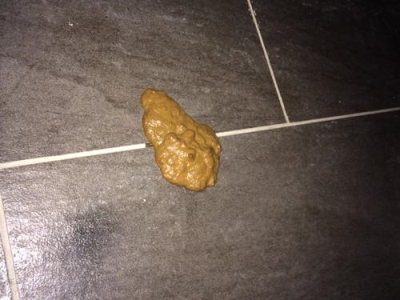 猫咪回不回家,跟它的品种也有关系,真相有5个