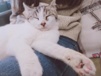 猫咪得寄生虫病中绦虫病是什么原因？有什么症状？分析猫咪得绦虫病的真相及症状