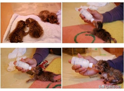 为什么猫咪死后不能埋在土里?猫咪死后不能埋的3种真相,铲屎官要知道