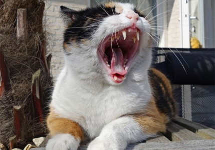 为什么猫咪死后不能埋在土里?猫咪死后不能埋的3种真相,铲屎官要知道