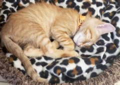 猫拉完便便不能舔到自己屁眼清理解决办法？