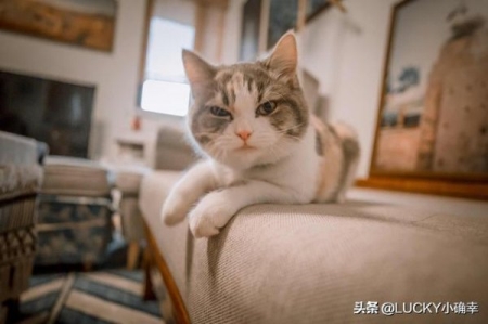 猫拉完便便不能舔到自己屁眼清理怎么办？如何帮助清洁猫的屁眼？