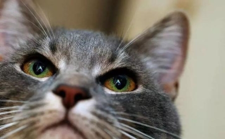 猫咪为什么不爱走寻常路？猫咪酷爱乱跑乱窜皆受三点影响