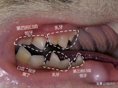 为什么猫咪总爱陪着主人上厕所？猫咪总是跟着主人上厕所的真相
