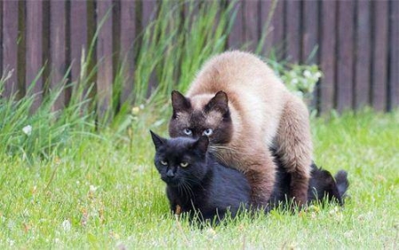 为什么猫咪为什么会变瘦？有哪些真相？