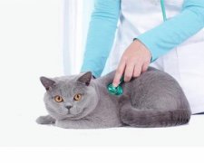 正确给猫咪清洁耳朵4个步骤轻松搞定，养猫必收藏