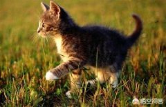 样预防猫往外跑采取这6种方式预防猫往外跑