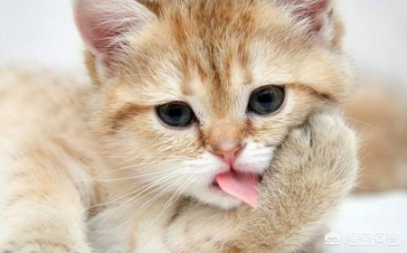 你知道吗?买猫也有潜规则看这边教你选猫新手不易被骗