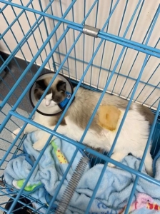 你知道吗?买猫也有潜规则看这边教你选猫新手不易被骗